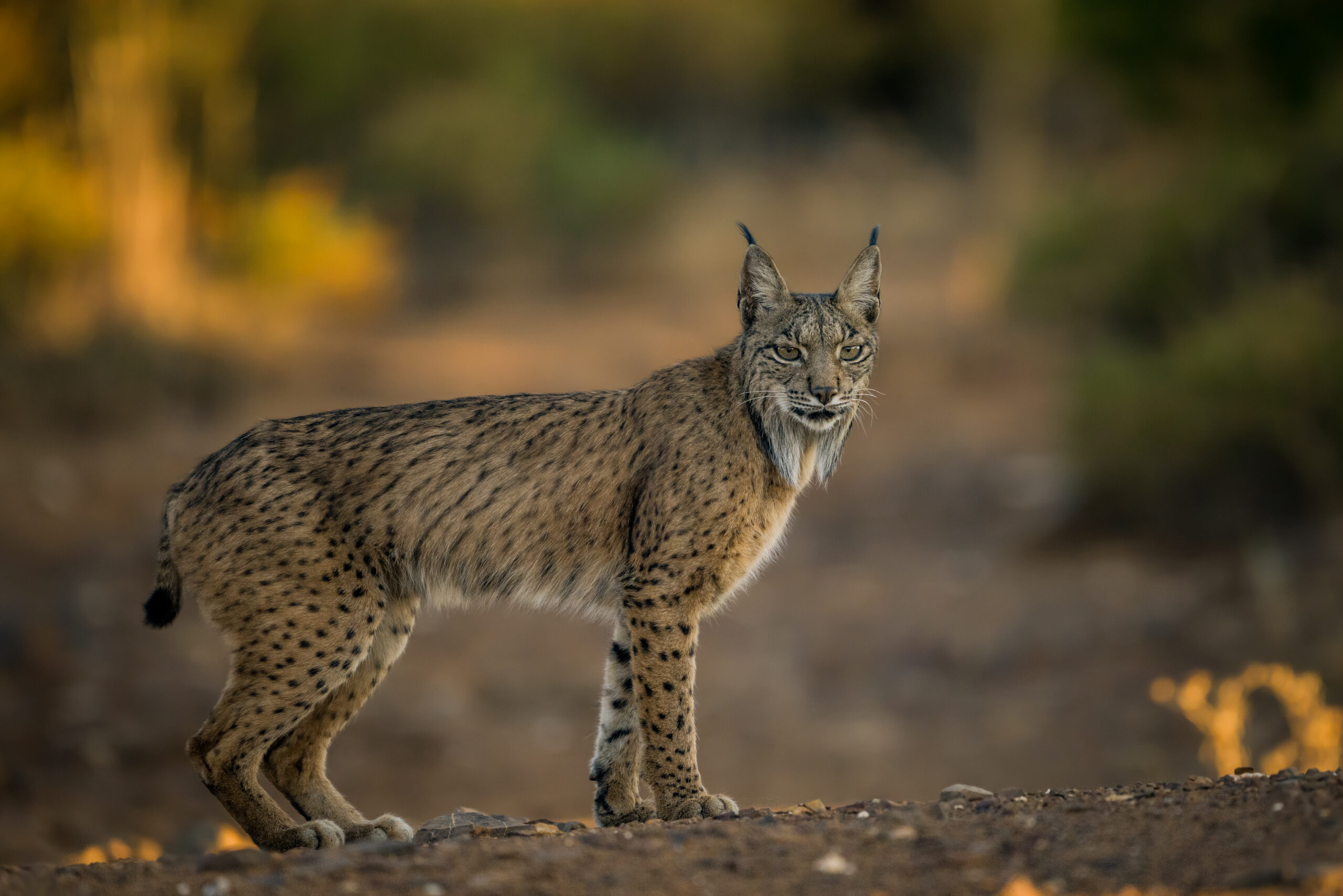 Achieving Low Angle on a Wildlife Safari gallery image 2