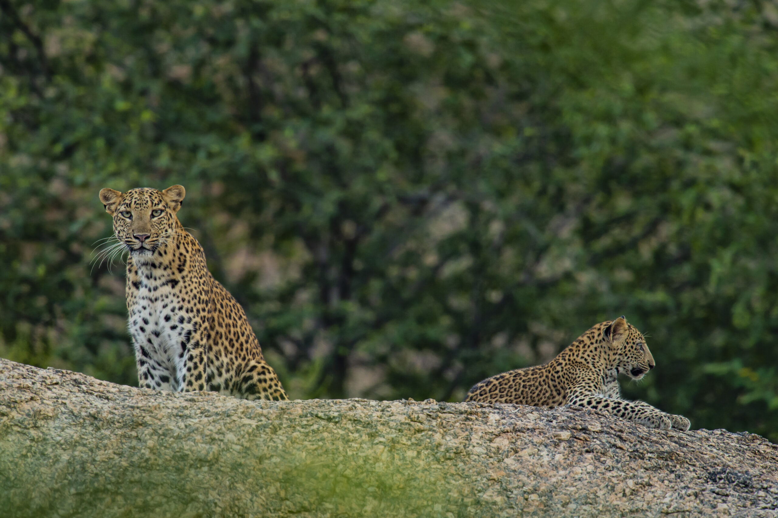 India’s Silent Sovereign: The Leopard and the Art of Living gallery image 1