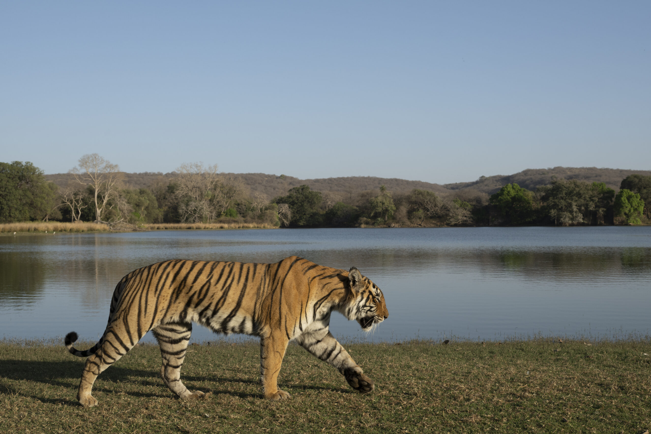 Tiger resting in soft light after rain
