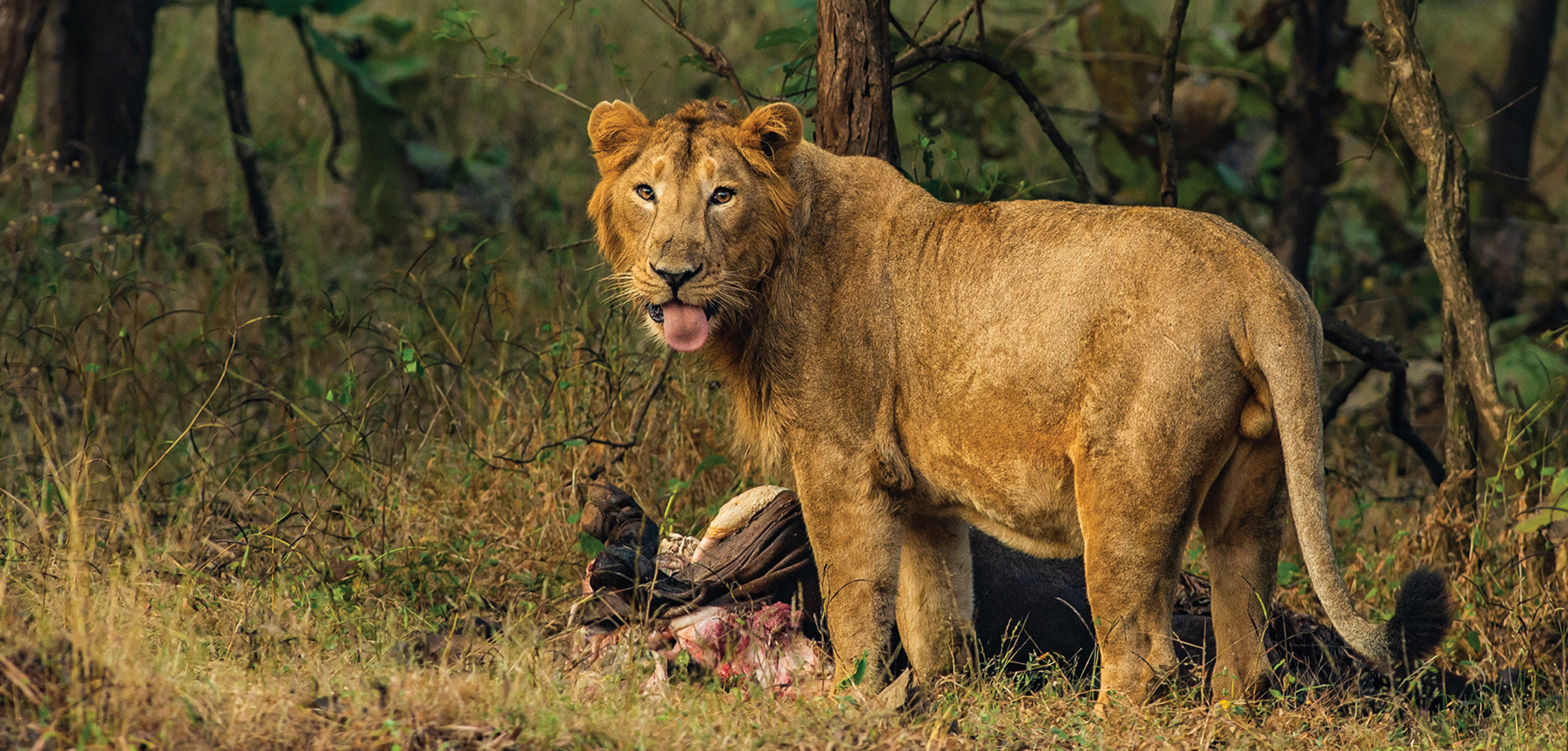 Wildlife Destinations in India That Come Alive in the Monsoon - Safari Crafters field image 2