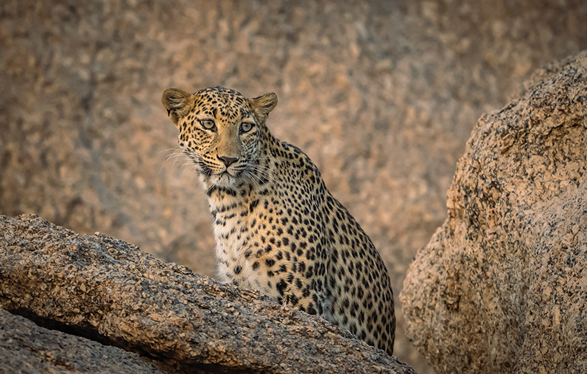 Wildlife Travel for First-Timers - Safari Crafters field image 2