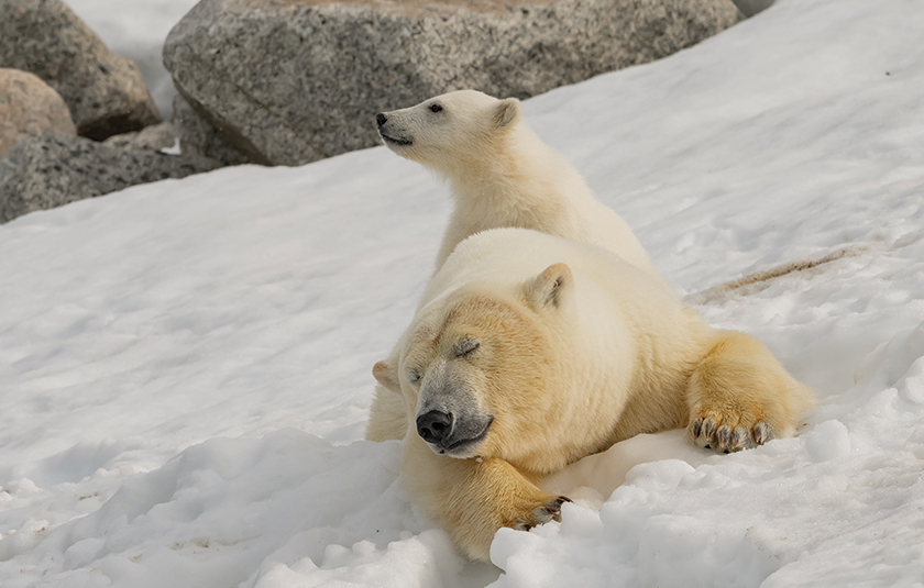 Svalbard: Where the White Breathes Blue - Safari Crafters field image 2